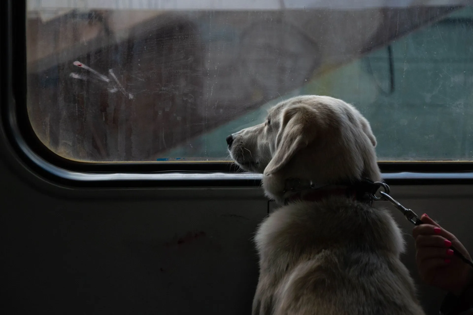 A pet dog gazes out a train window, leash held by a hand