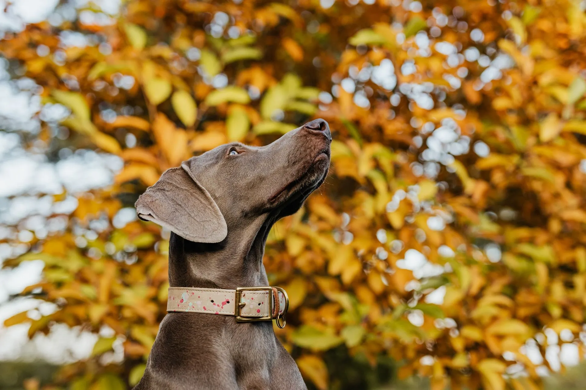 A Weimaraner dog with a collar looking up amidst vibrant autumn leaves
