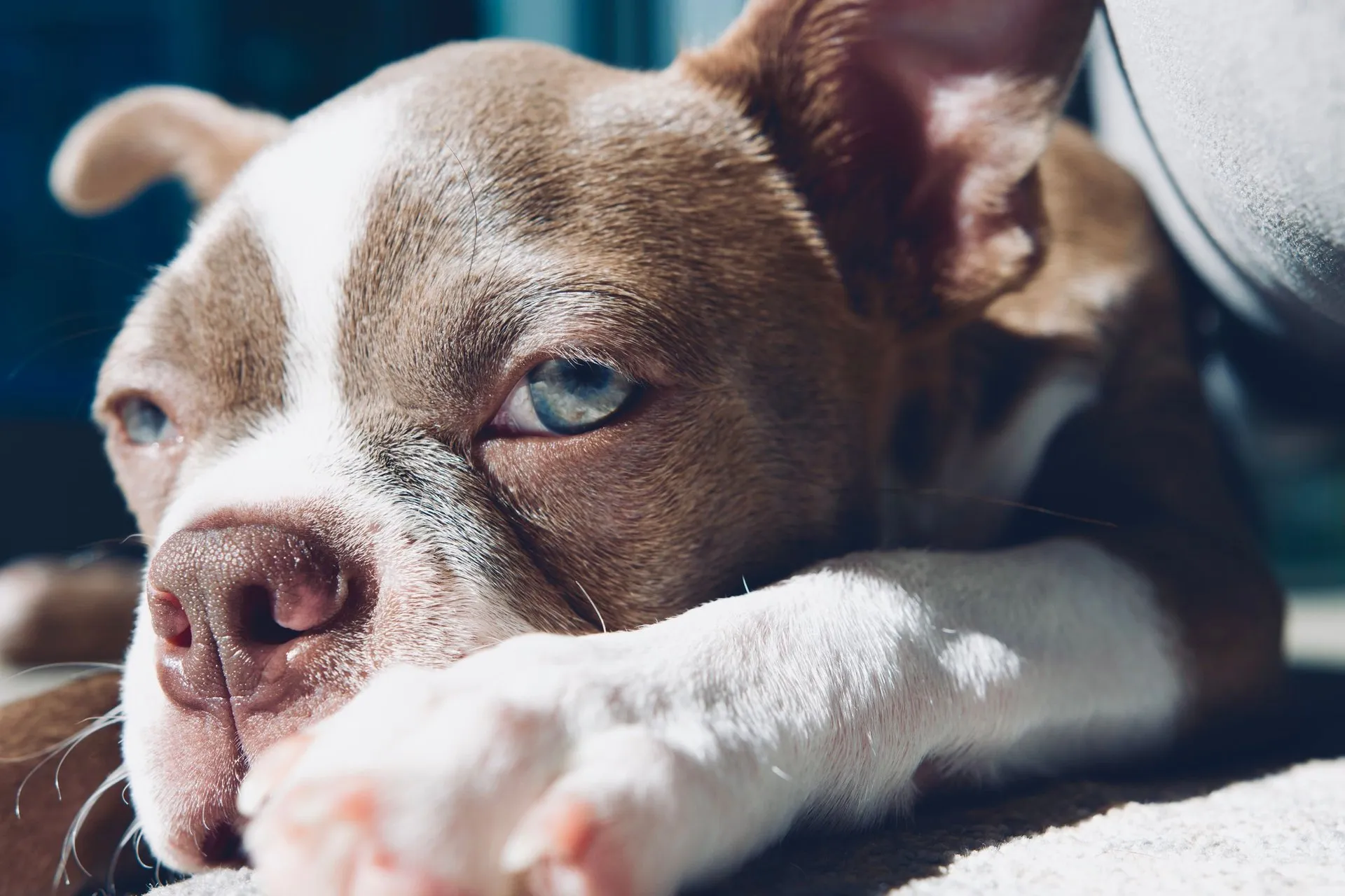 A Boston Terrier enjoying sunshine indoors in Miami. Captures a cute and