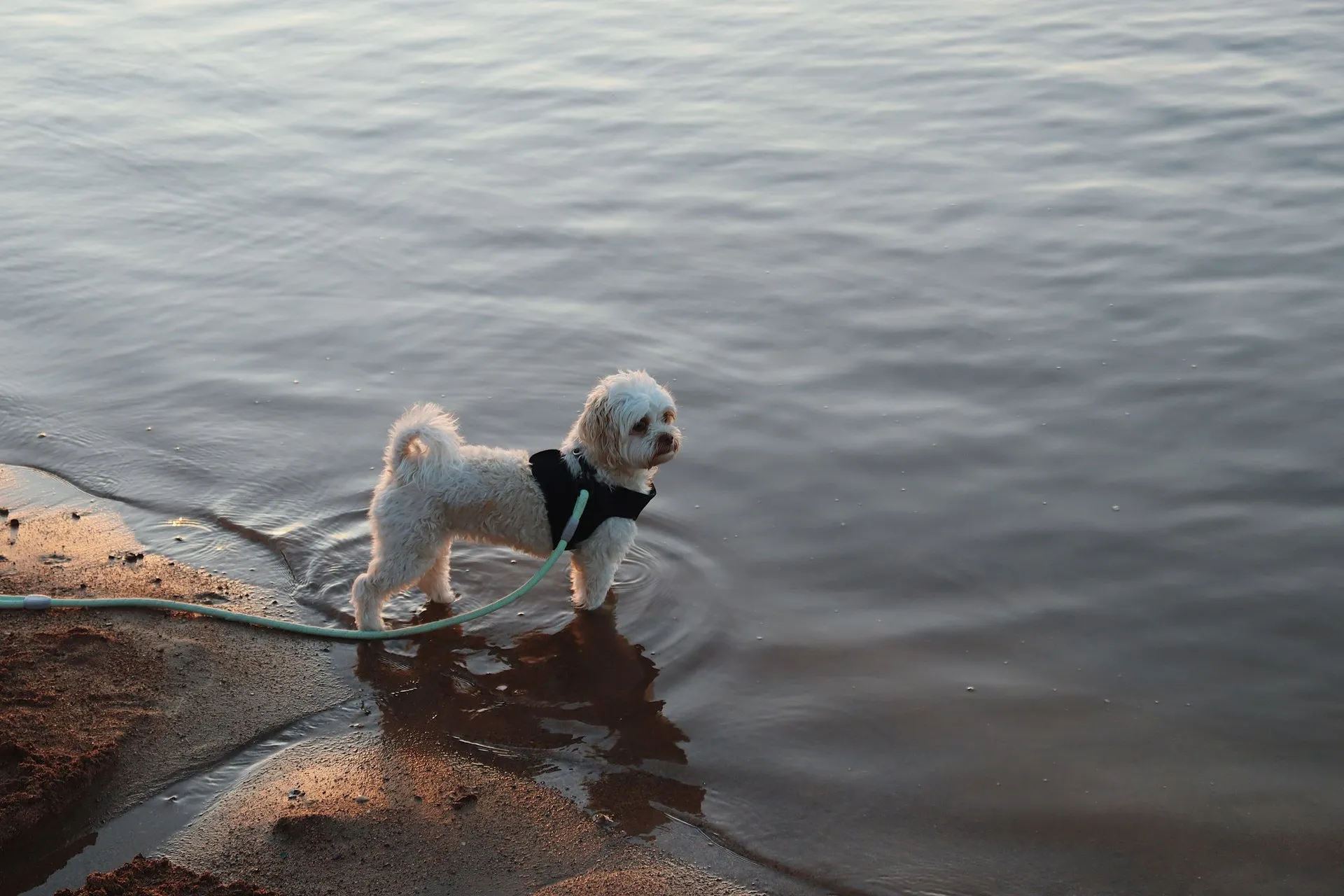 White dog on a beach, playing with the leash in shallow water