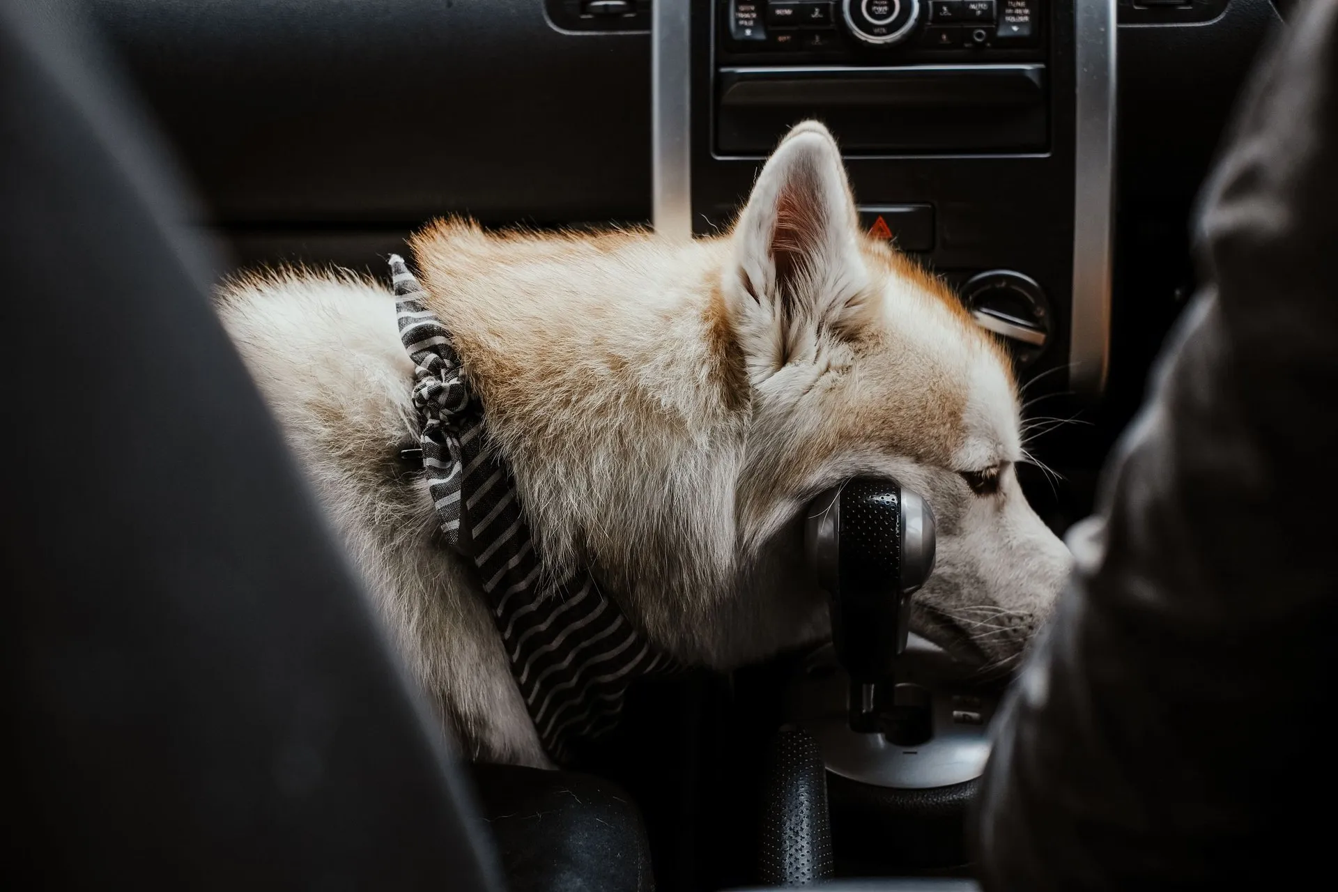 A Siberian Husky curiously sniffs the gear shift inside a car