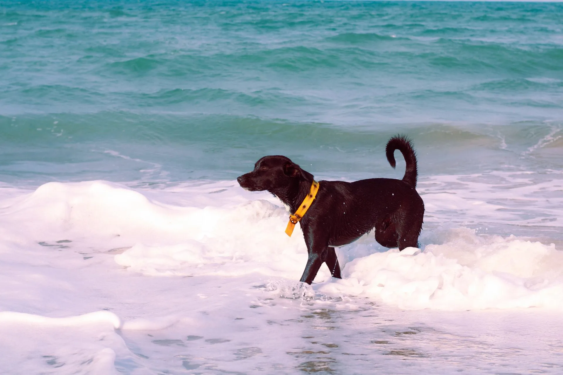 A black dog with a yellow collar plays in the ocean waves