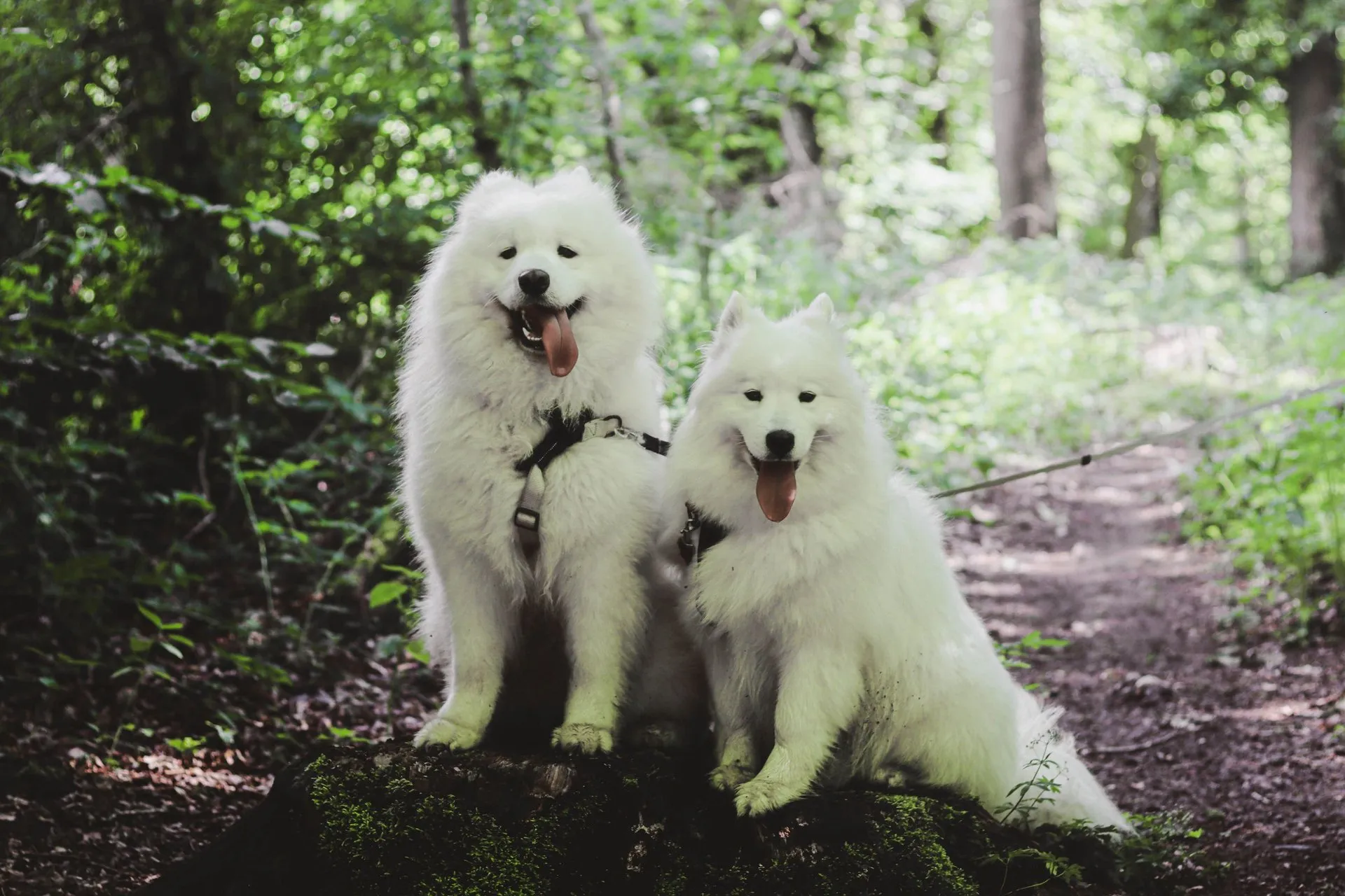 Two Samoyed dogs with leashes sitting on a forest trail