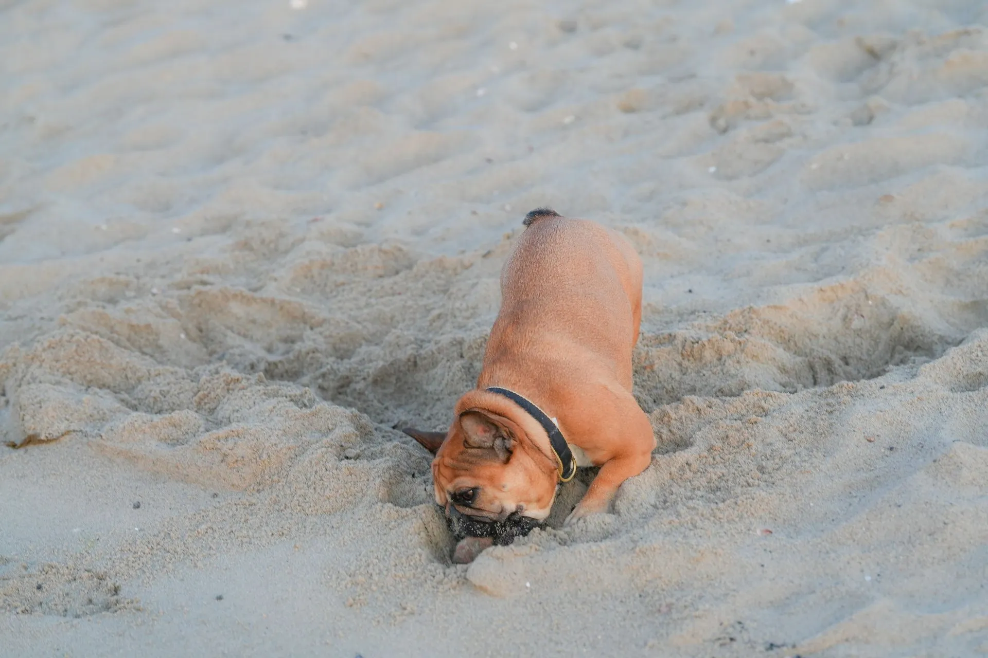 French Bulldog joyfully digging into sandy beach
