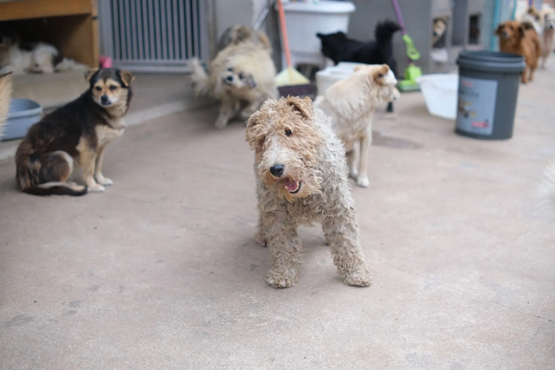 A collection of various dog breeds sitting on concrete in a shelter