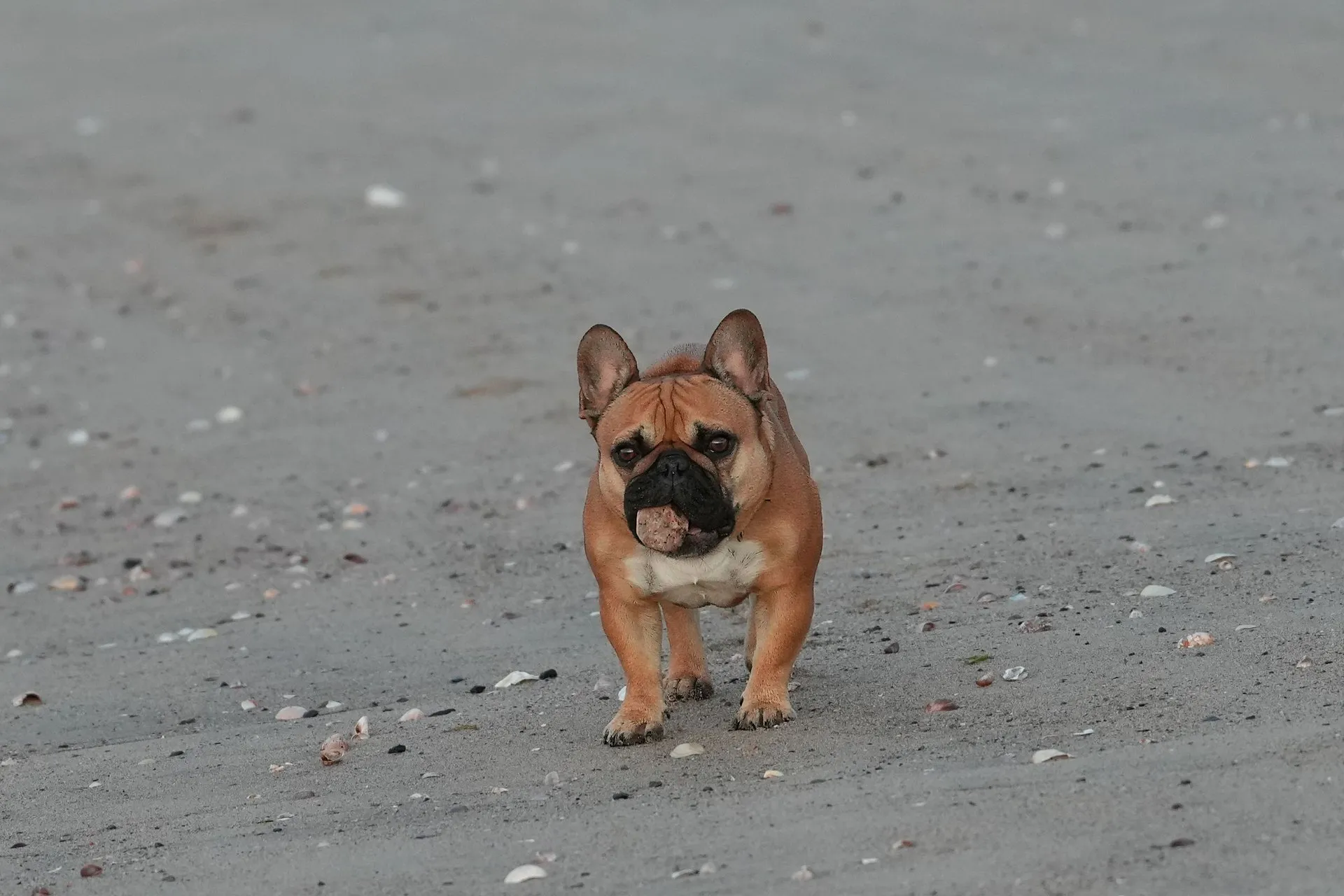 A French Bulldog walks on a sandy beach