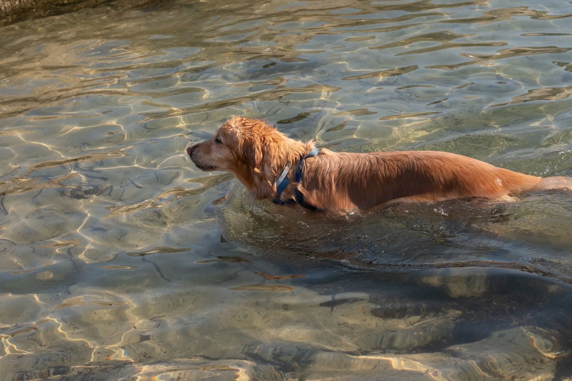 Golden retriever enjoying a swim in clear waters
