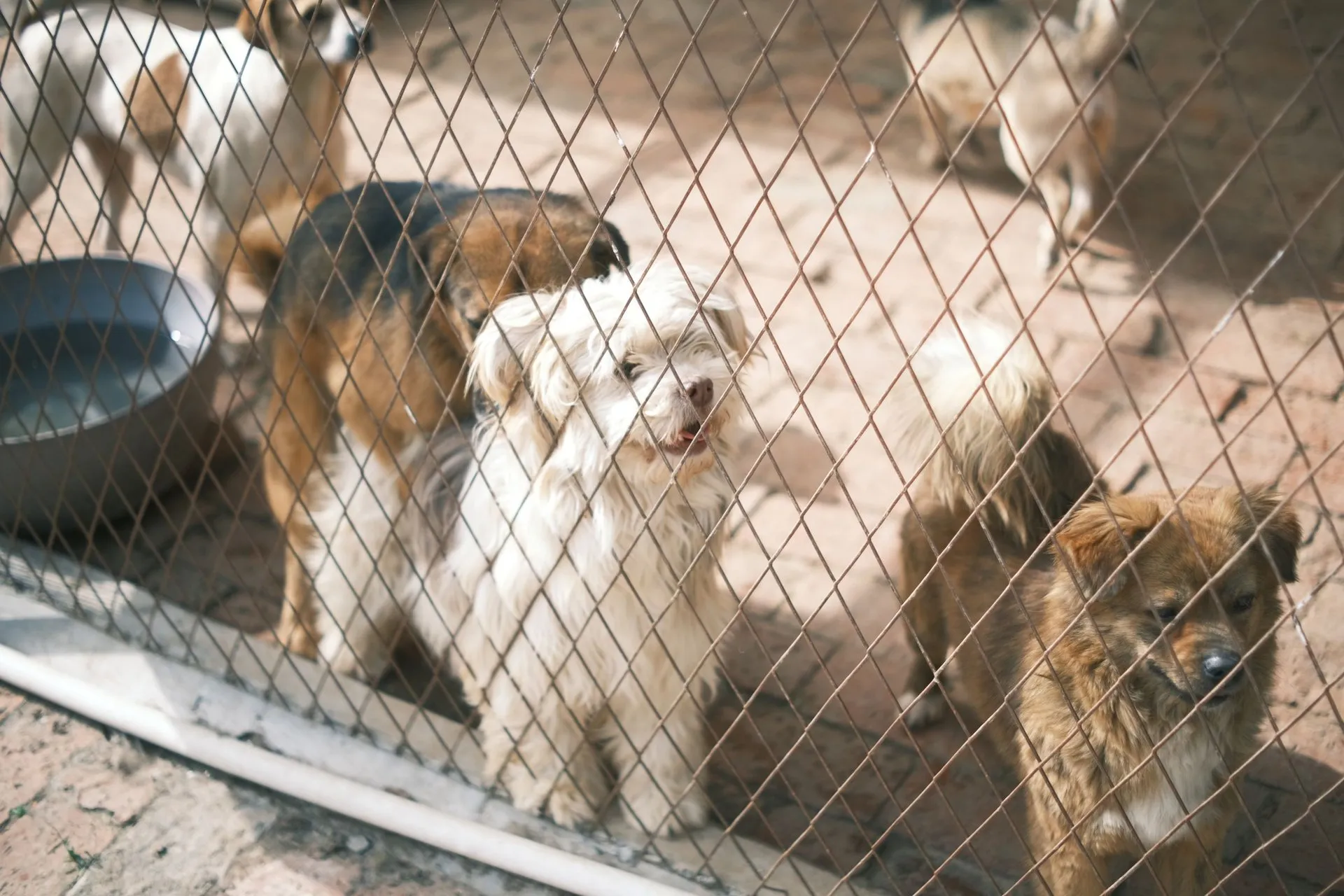 Group of dogs in a shelter behind a fence
