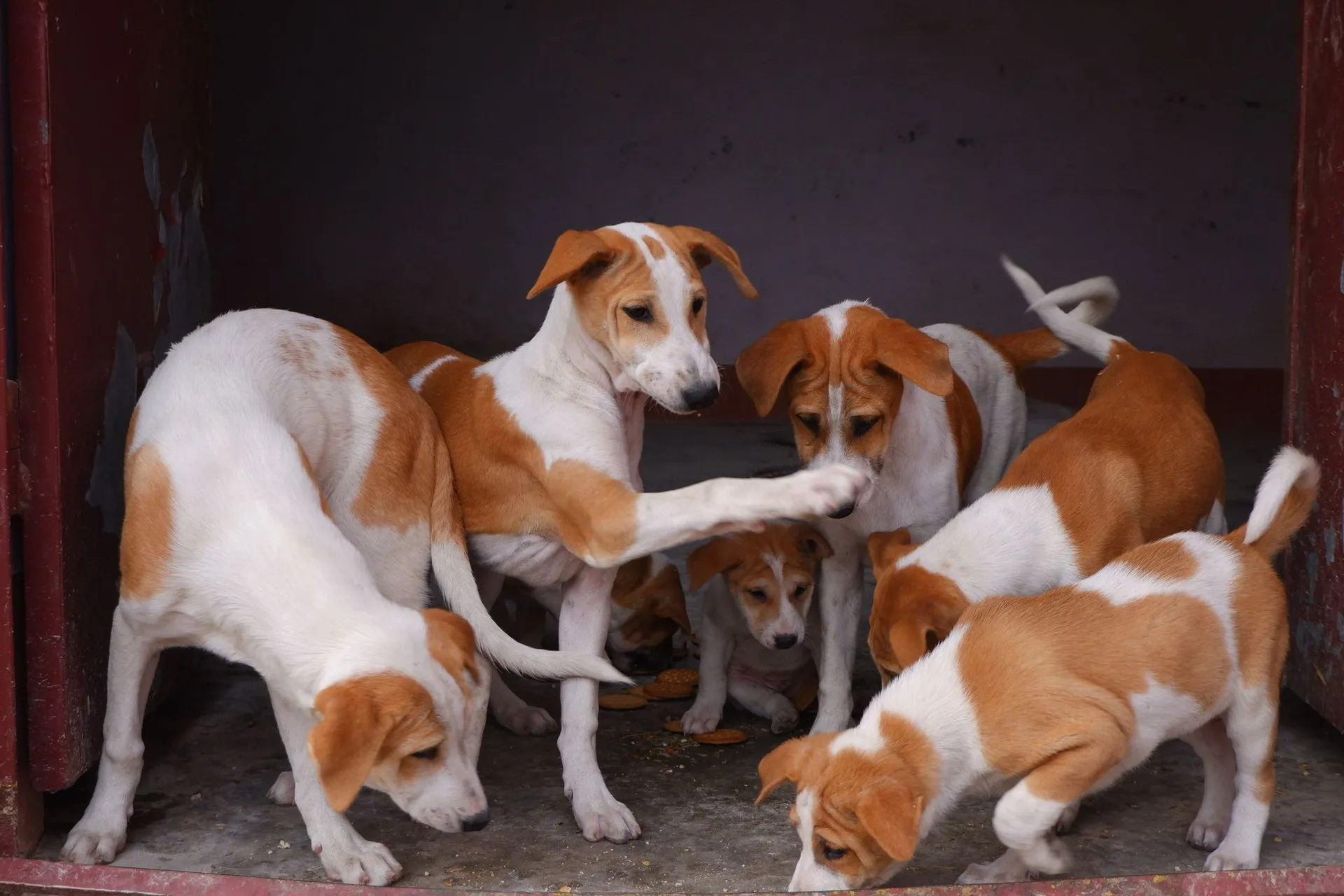 A group of adorable puppies playing together inside a shelter