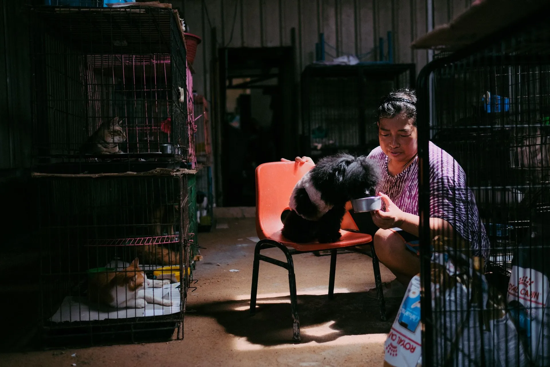 A woman feeding a dog in an animal shelter with caged cats nearby