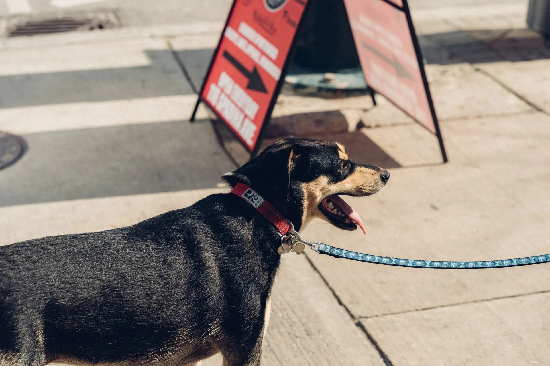 Side view of an Australian Kelpie dog on a leash, outdoors in a city street