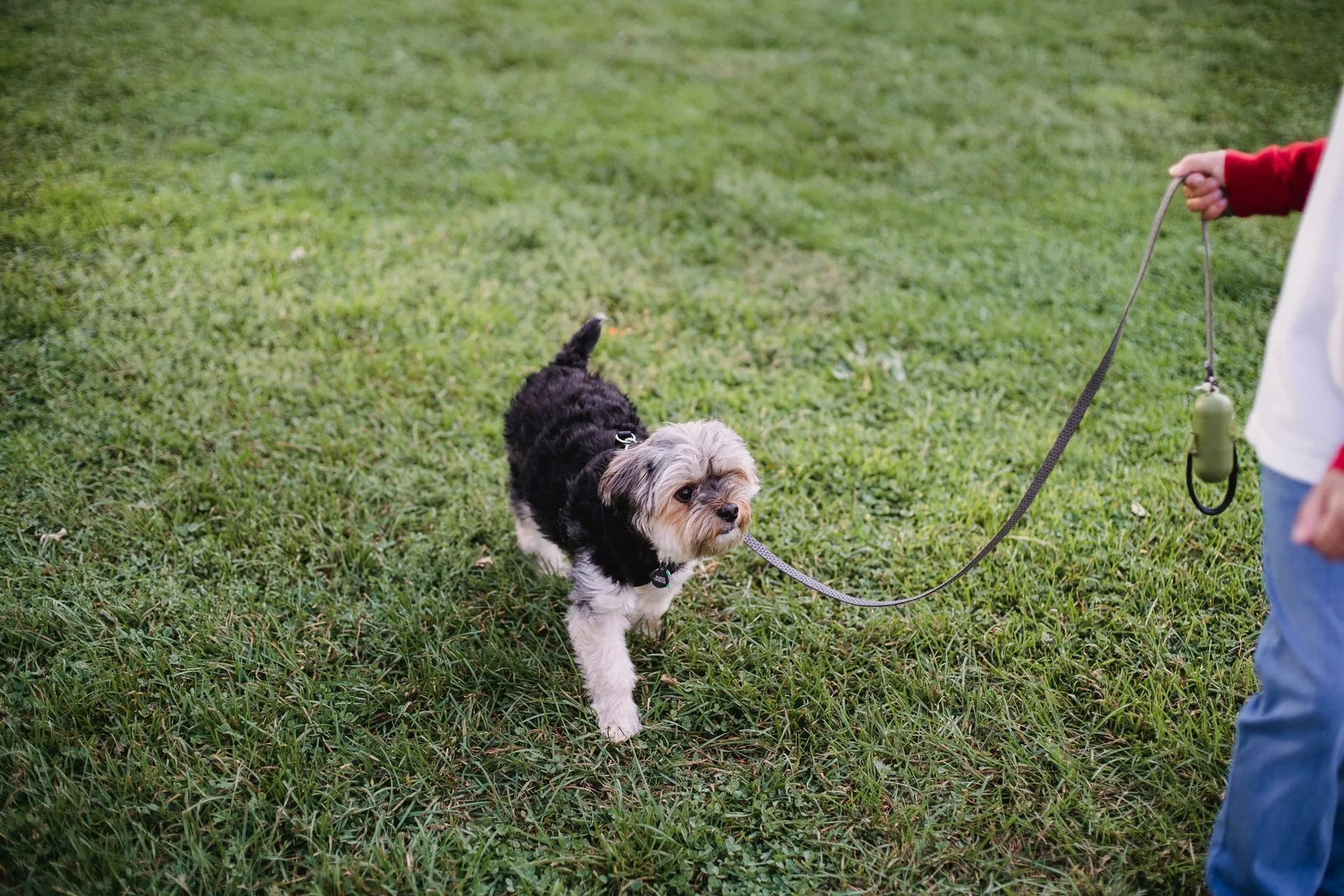 Teenage boy in casual wear walking with obedient Yorkshire Terrier