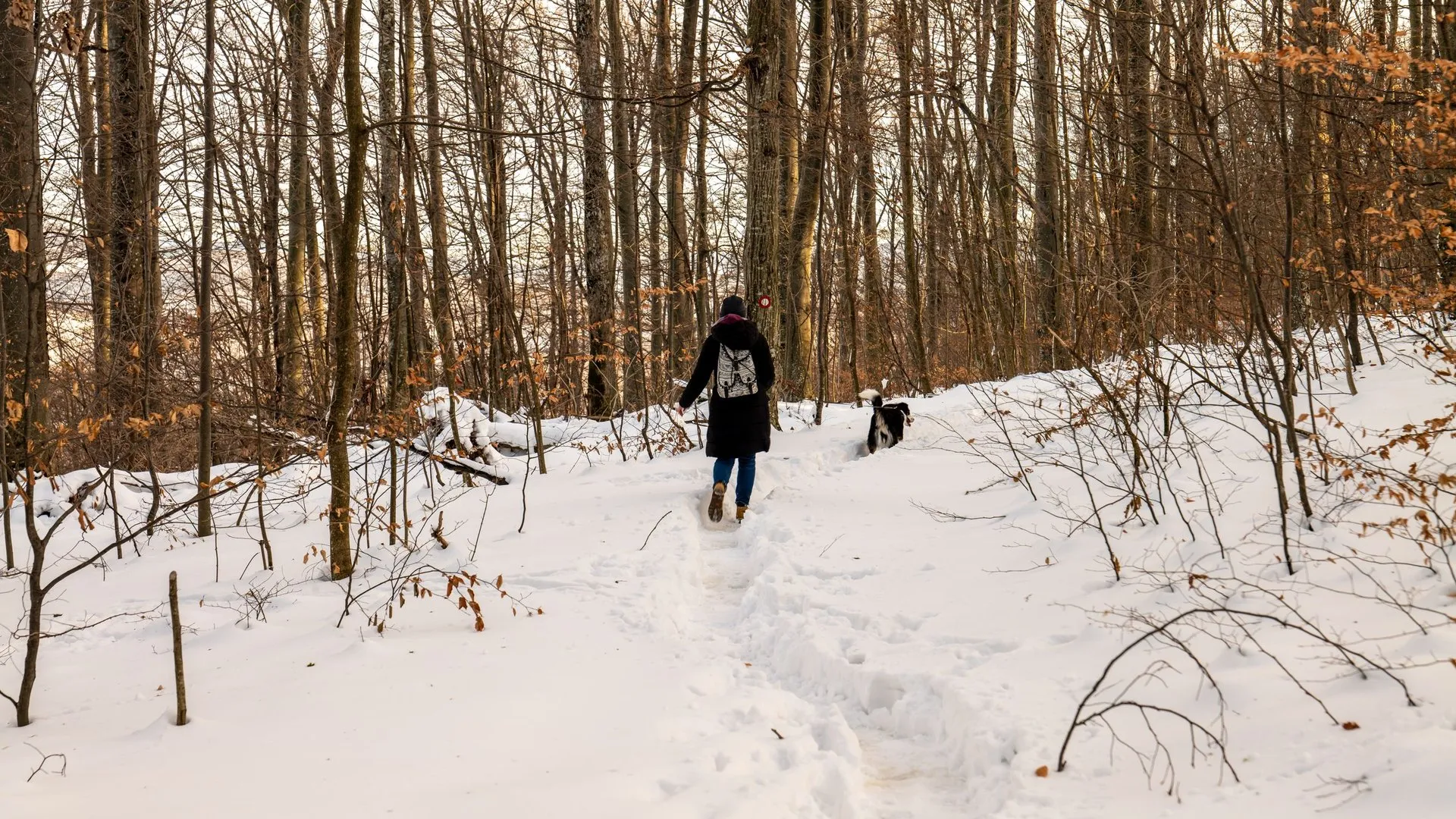 Person and dog hiking on a snowy trail winter forest landscape