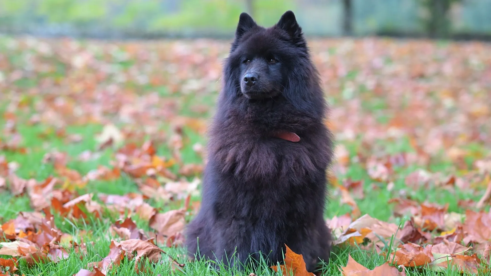 Black Chow Chow dog sitting in a park surrounded by autumn leaves
