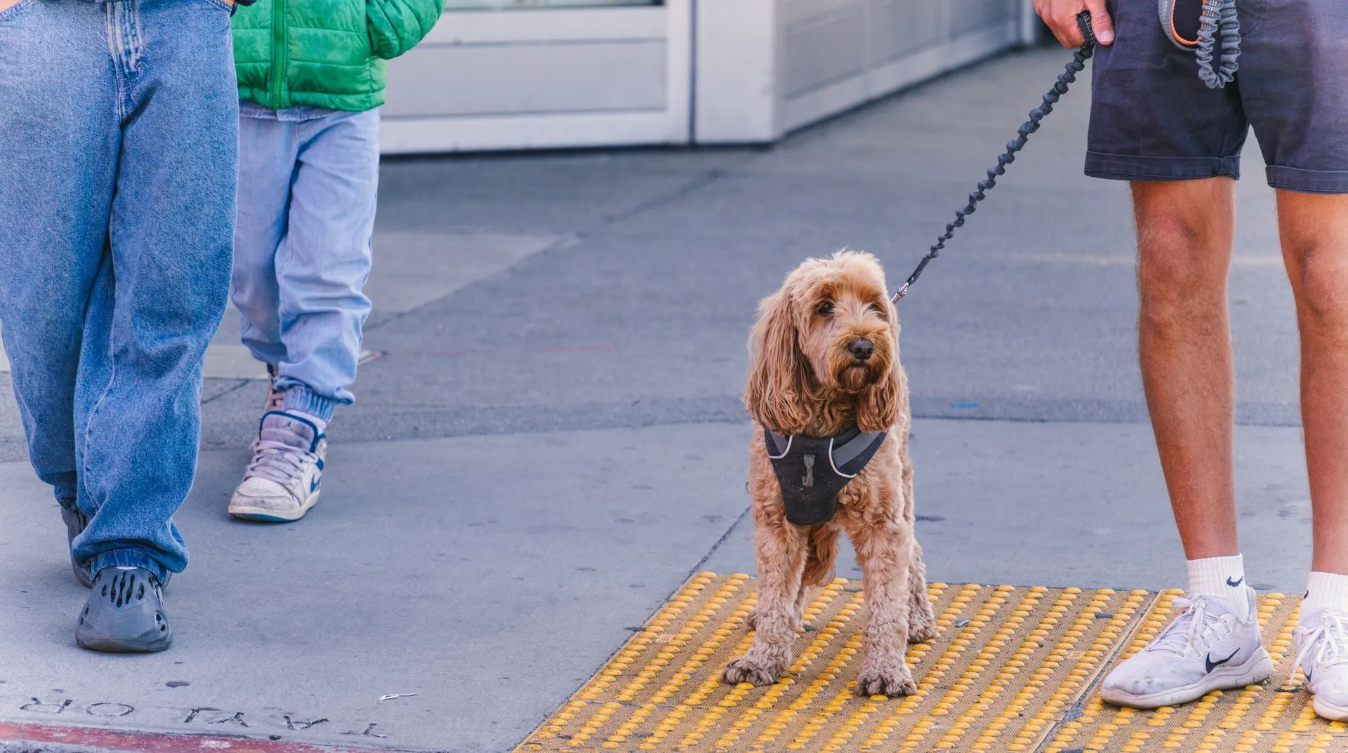 Dog on a leash walking with people on a city sidewalk