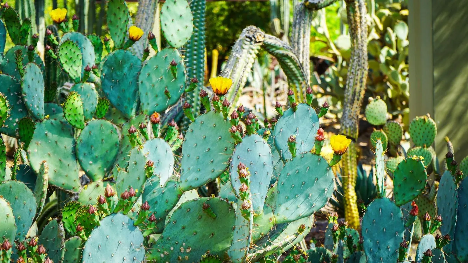 Desert botanical garden in phoenix arizona