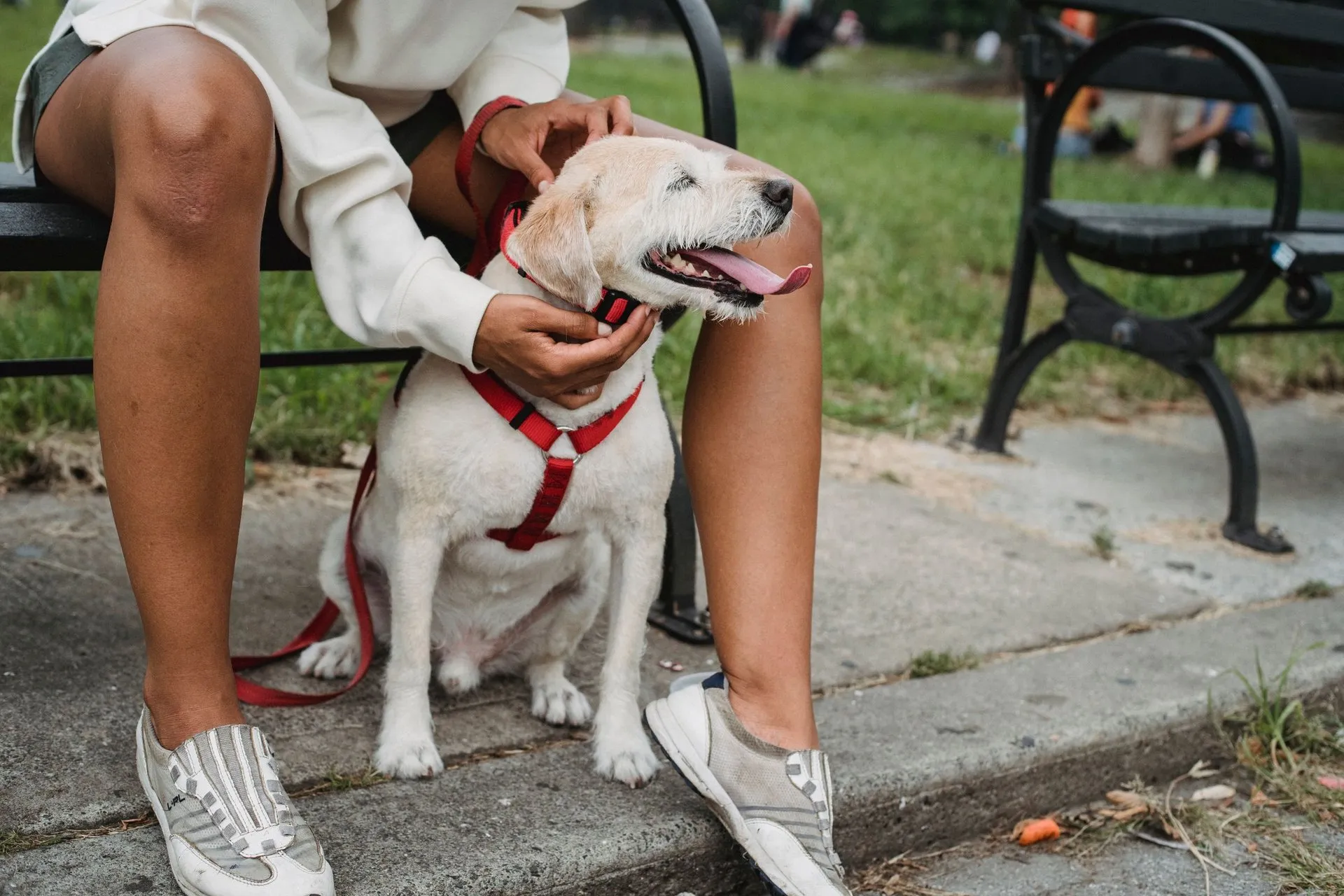 Ethnic female owner sitting on bench on street with dog on leash while