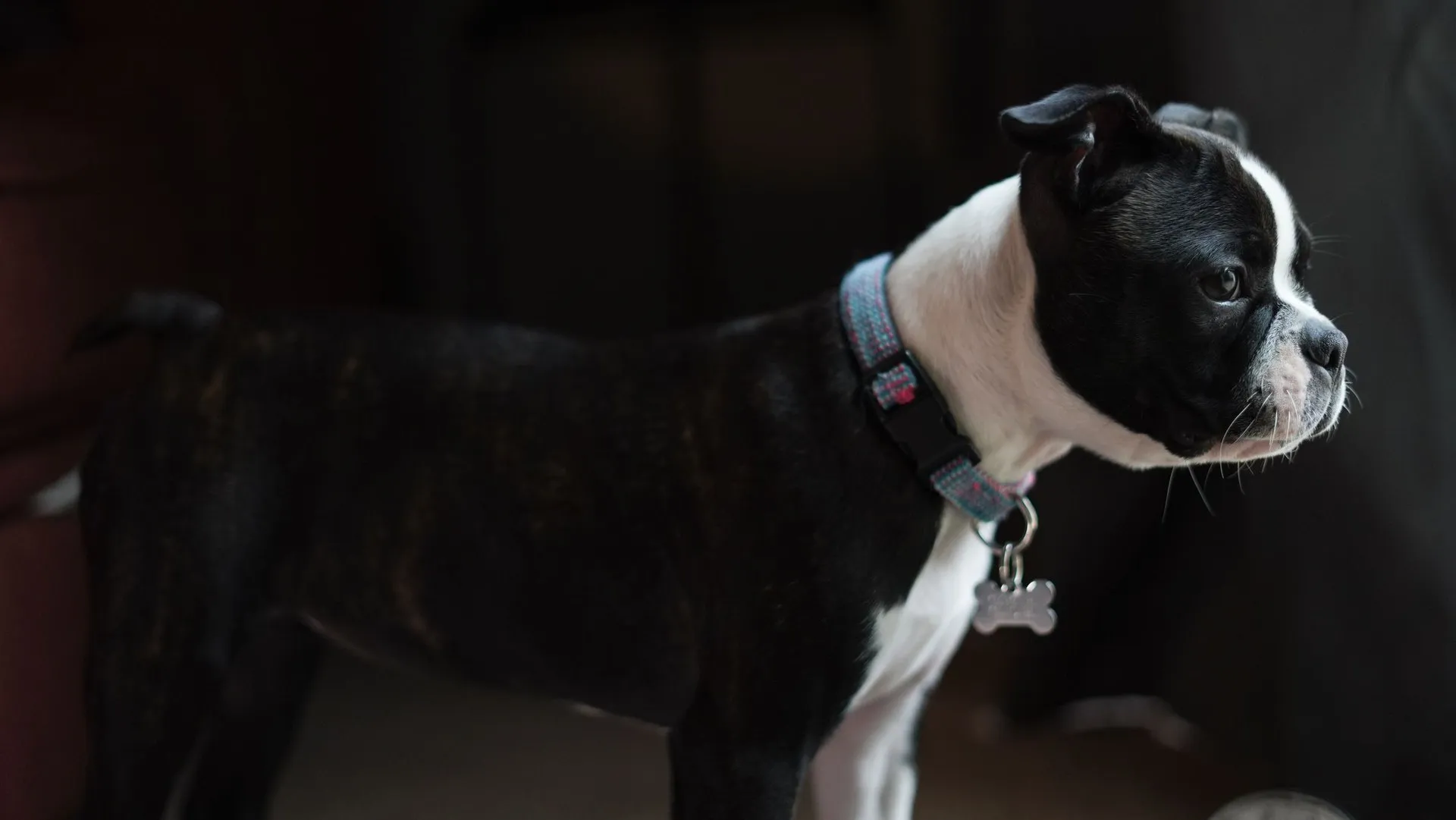 Boston Terrier standing indoors