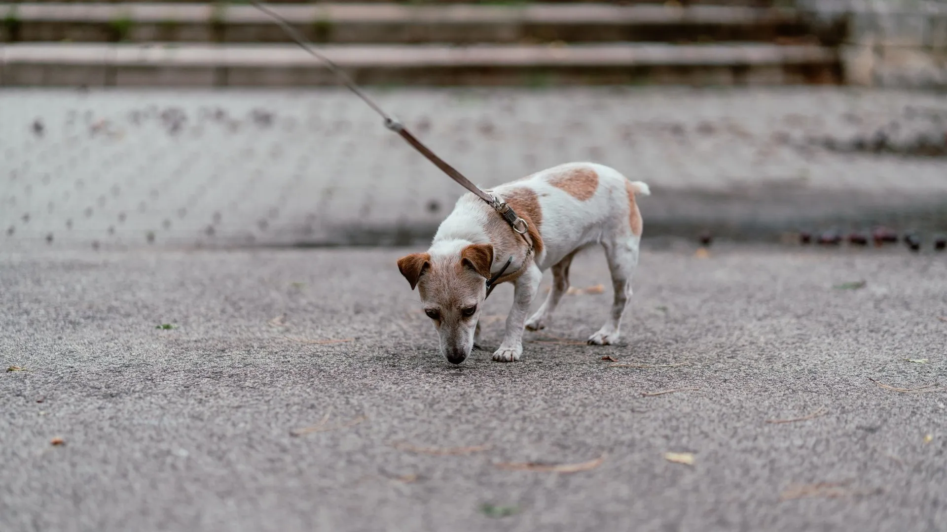 Jack Russell Terrier on a leash exploring the city pavement