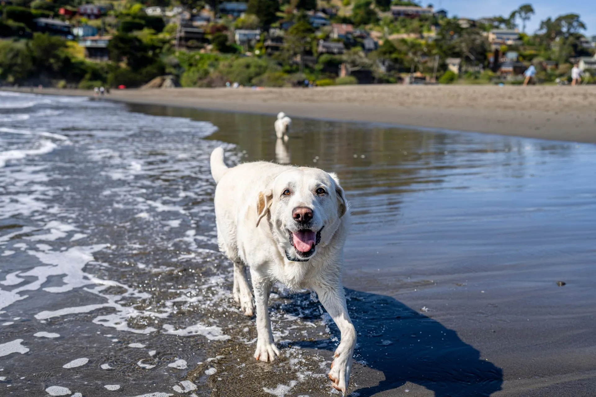 Labrador Retriever enjoying a sunny day