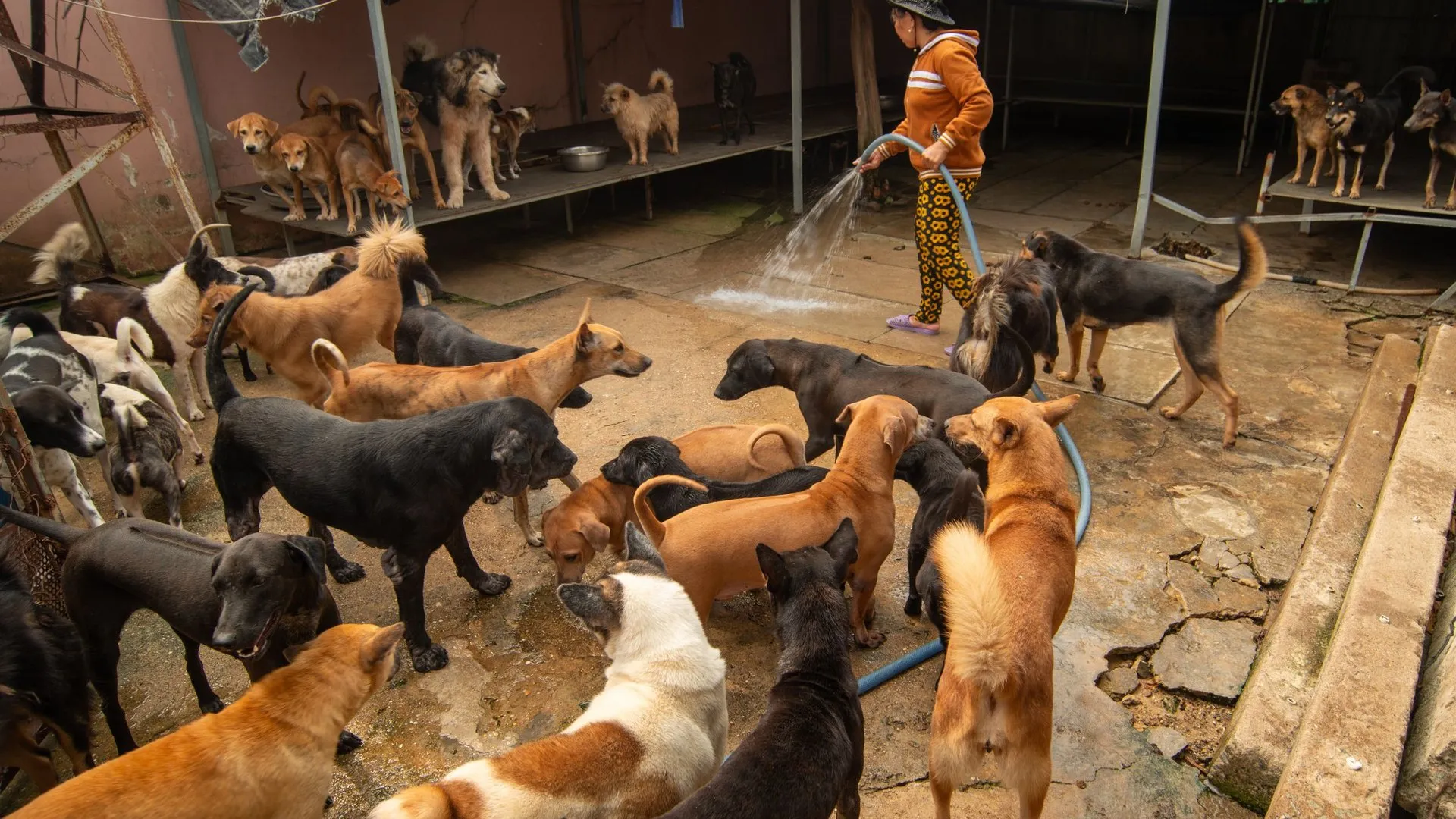 A caretaker waters a group of dogs in an outdoor shelter
