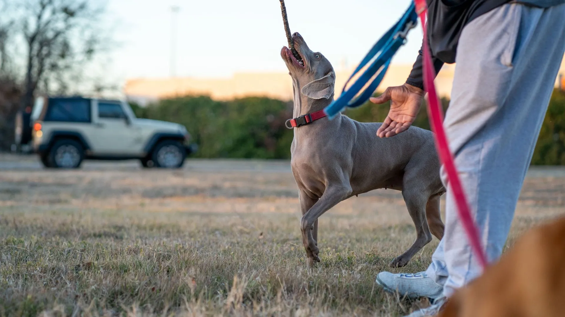 A Weimaraner dog on a leash playing fetch with its owner