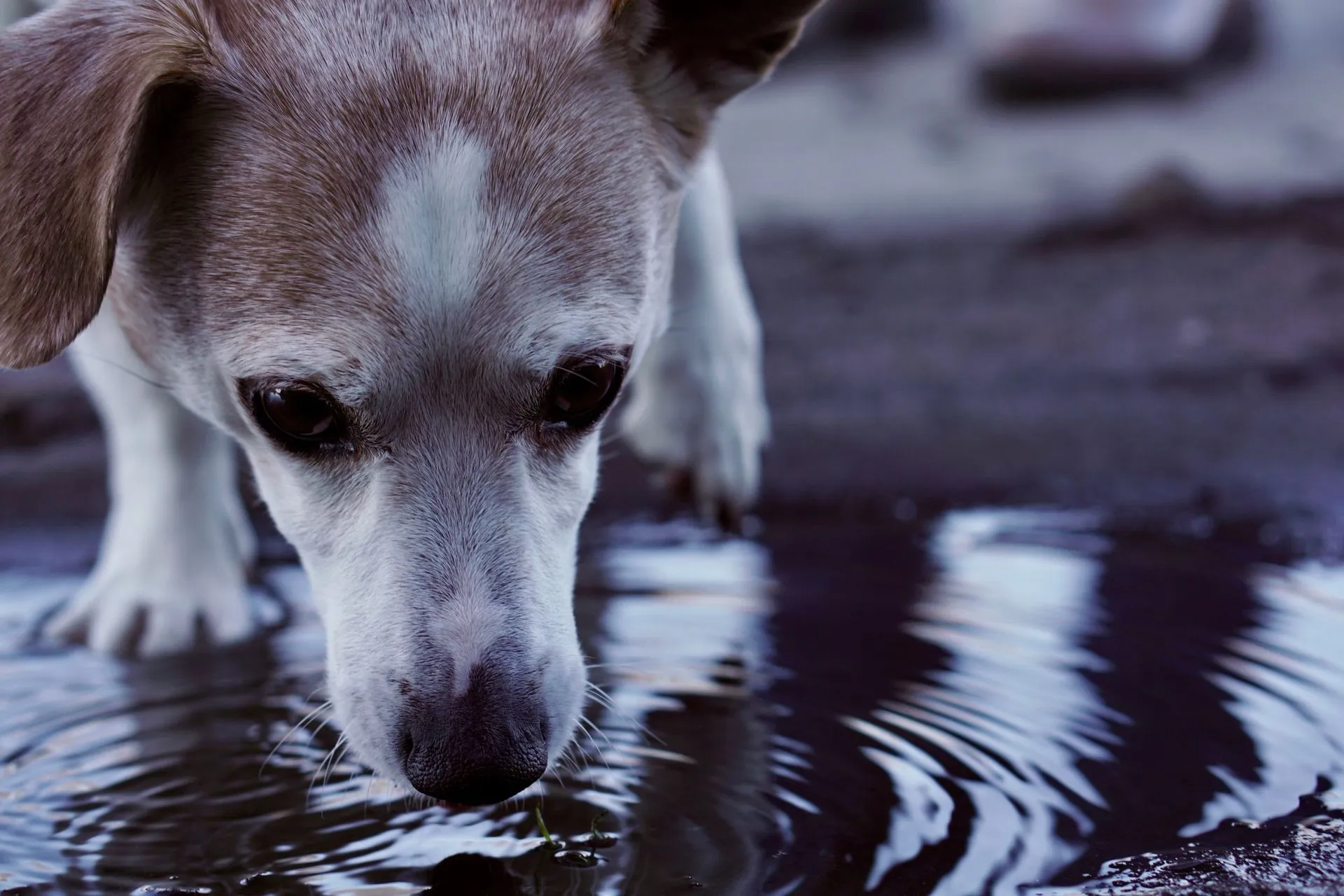 Dog drinking water from a small puddle outdoors, close-up shot