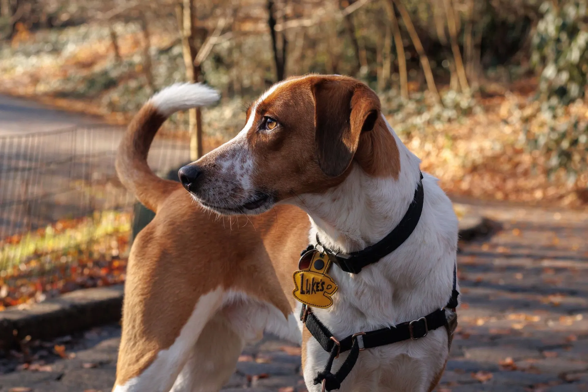 Dog with a name tag stands on a leaf-covered path in an autumn park