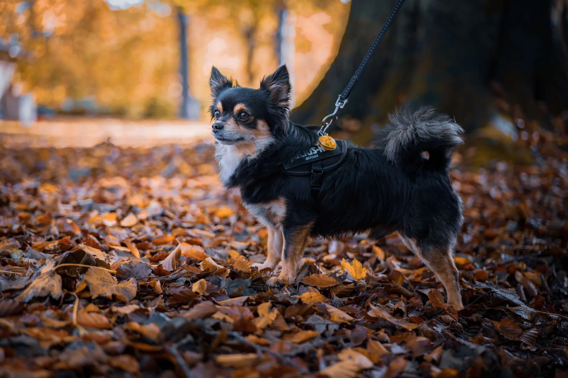 Chihuahua dog on a leash standing in a park surrounded by autumn leaves