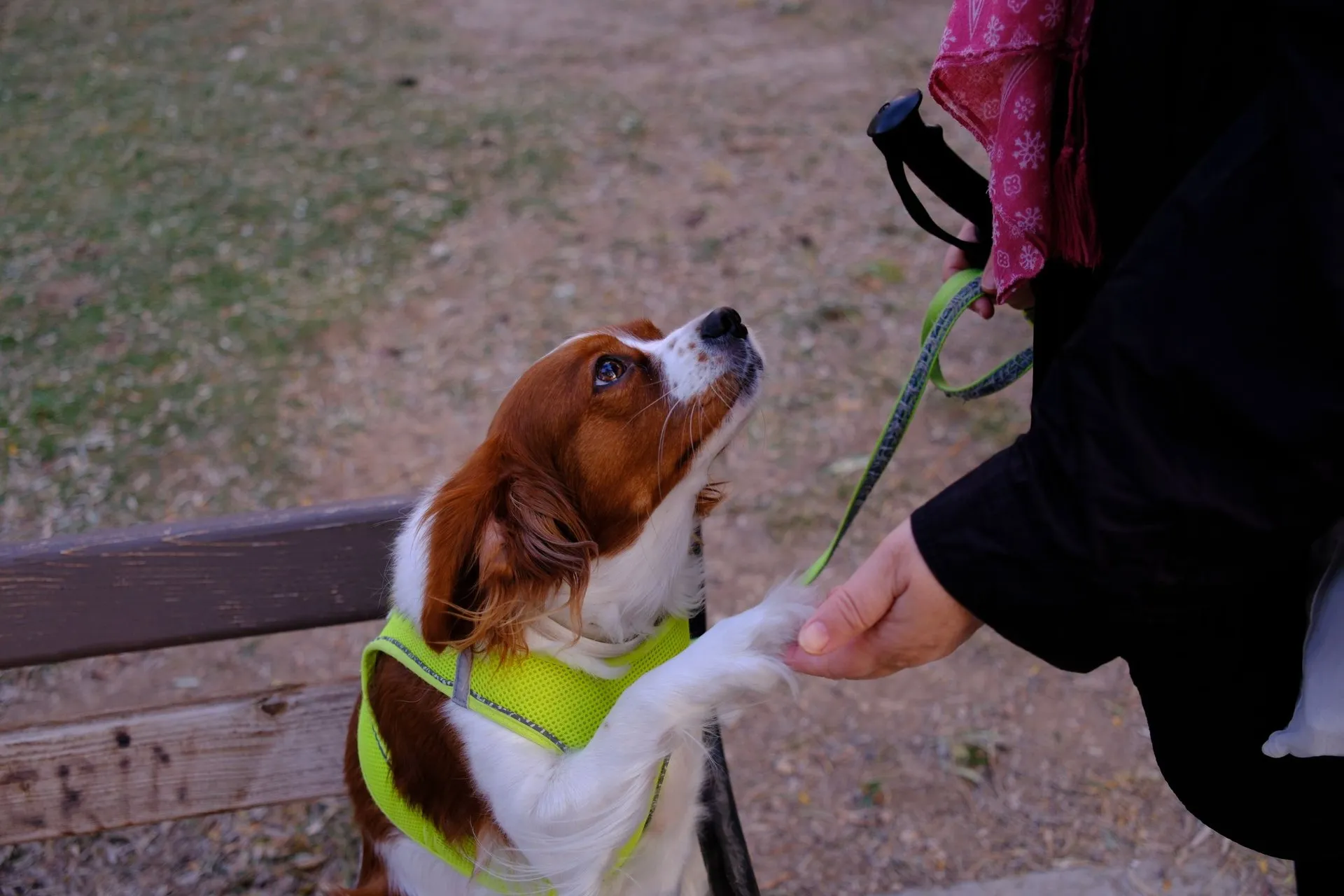 A Cavalier King Charles Spaniel giving a paw to a human