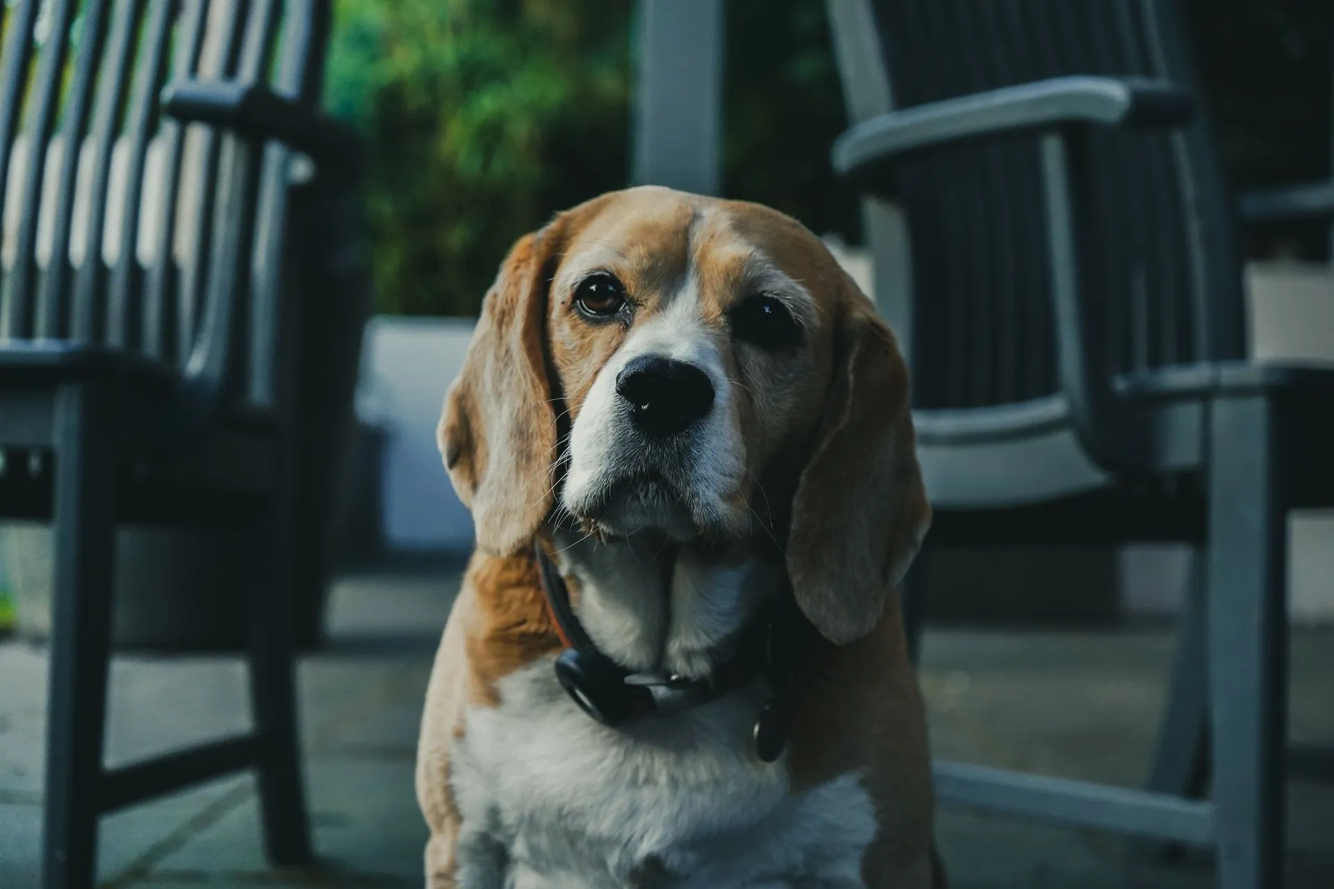 Beagle dog sitting outdoors among patio chairs, looking curious