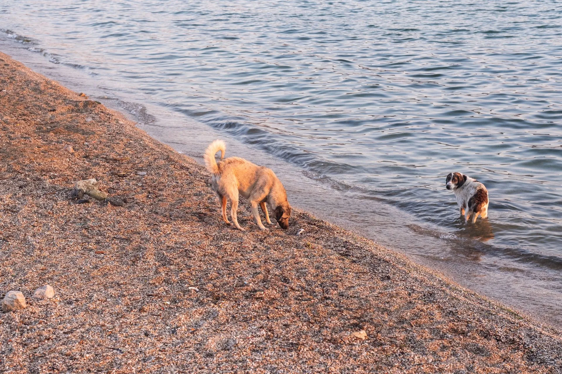 Two dogs on a serene beach, one digging and another in the water