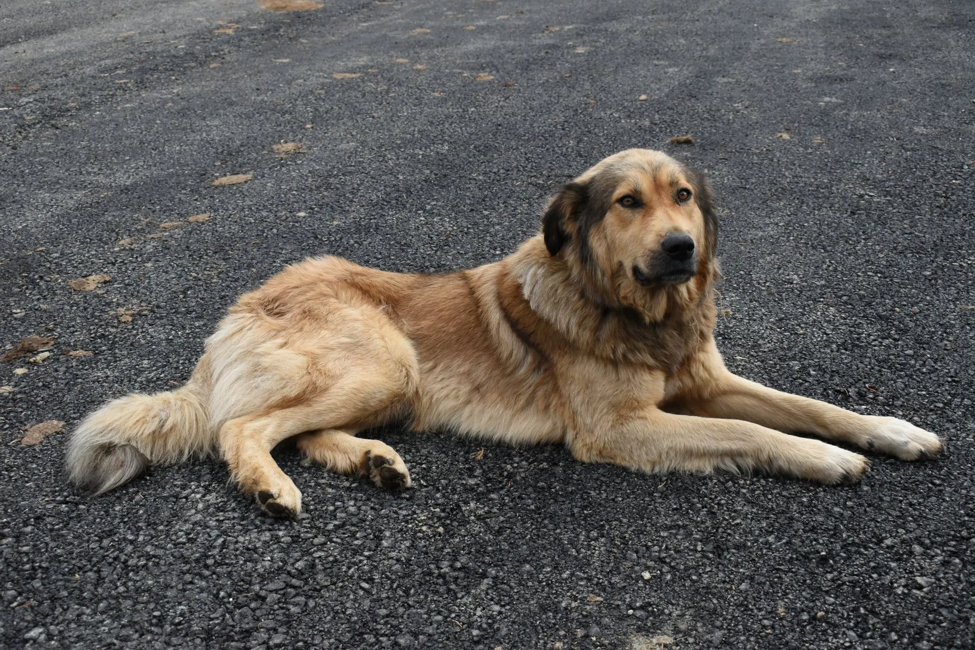 A large golden dog lies comfortably on an asphalt road
