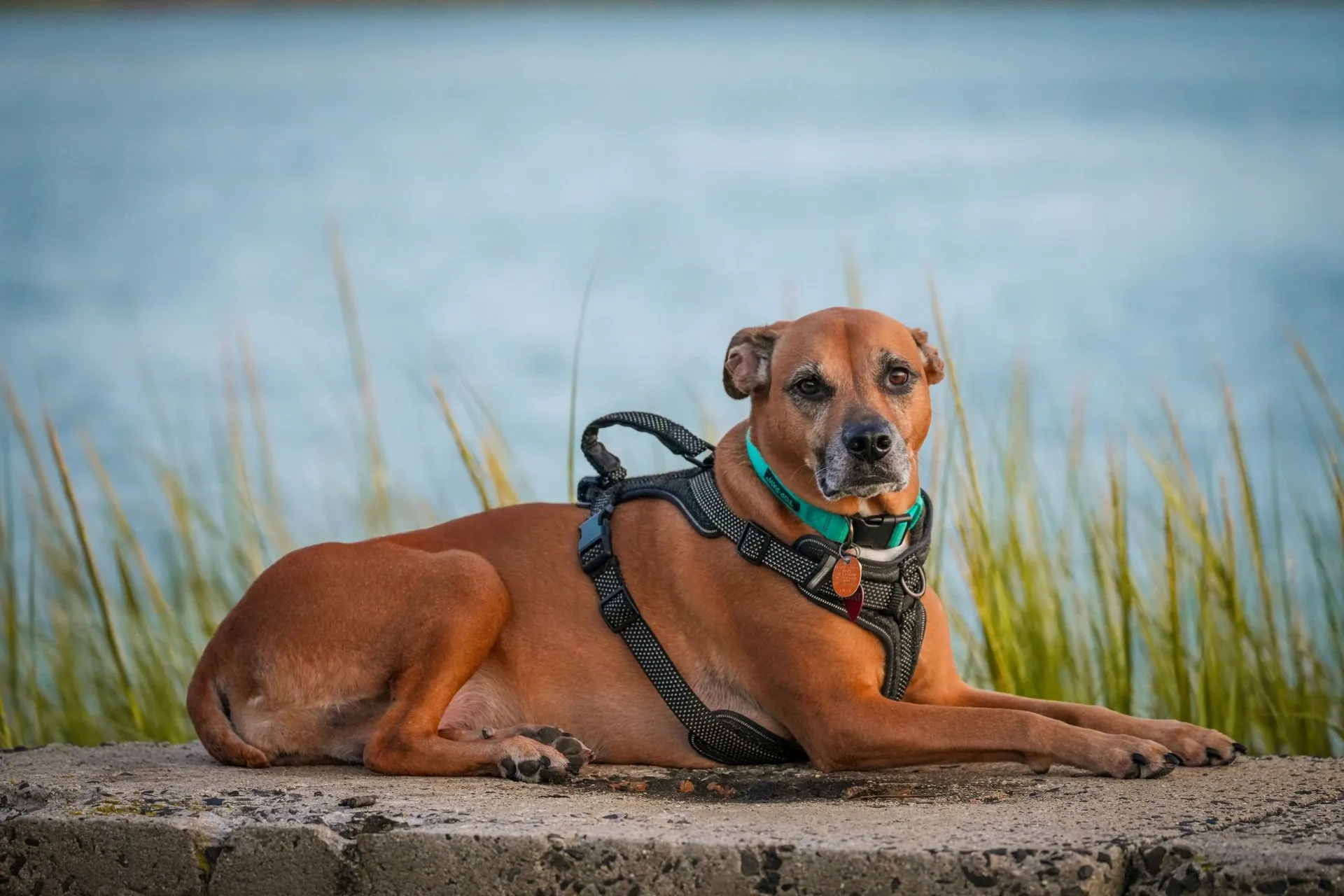 Brown dog in harness restingke