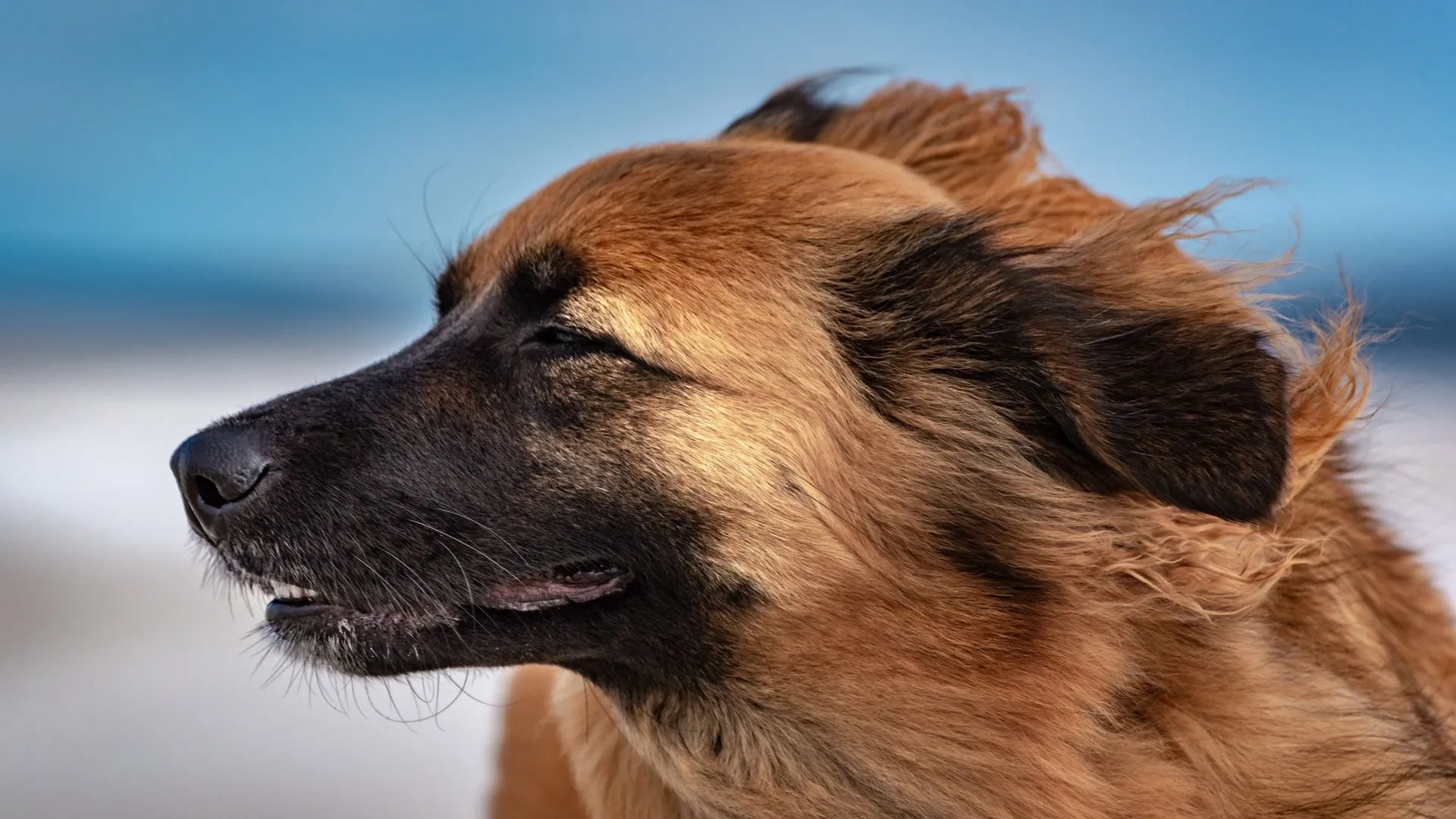 A dog's profile with windswept fur in St. Augustine, Florida