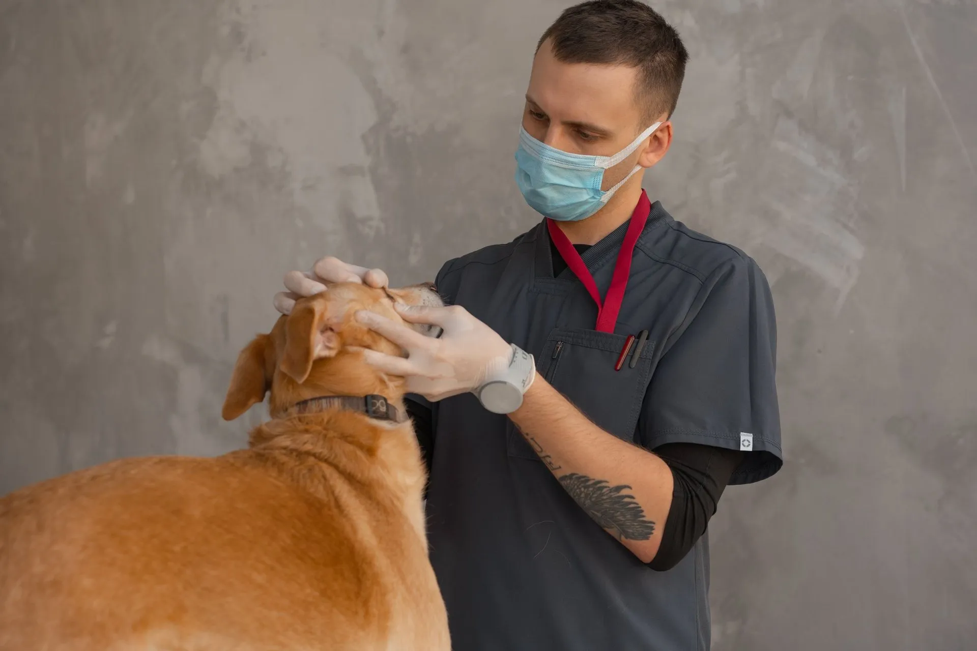 A professional veterinarian in mask examines a dog indoors during a checkup