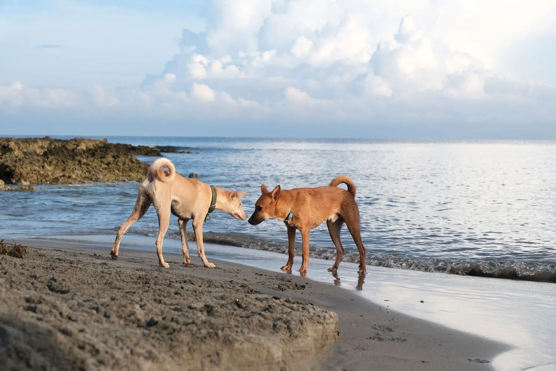 Two dogs enjoy a playful moment on a sandy beach, with ocean waves