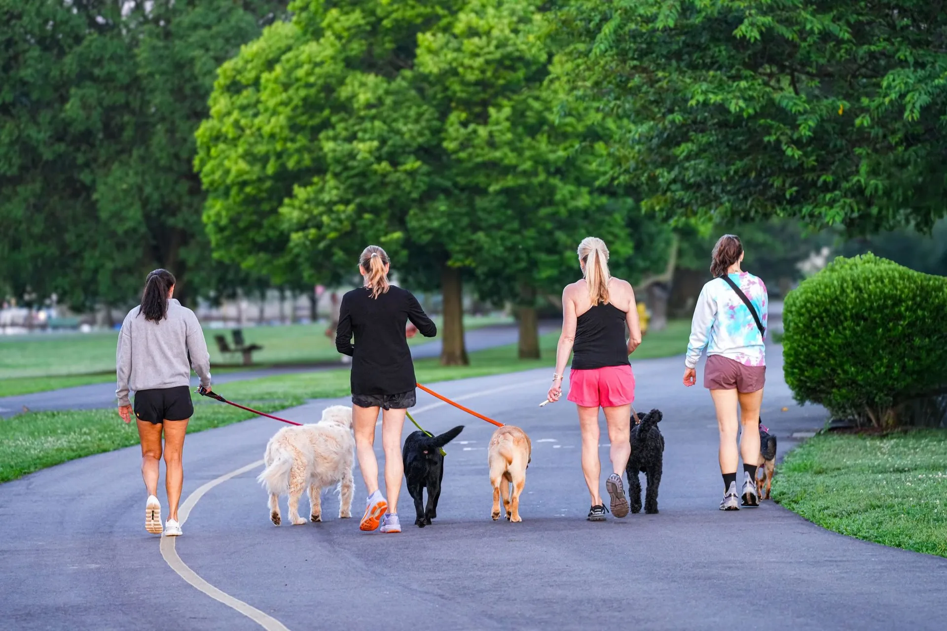 Four women walk dogs on a park trail at dawn