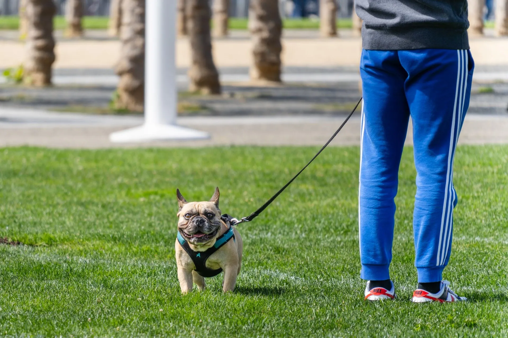 A French Bulldog on a leash walking with its owner in a park setting
