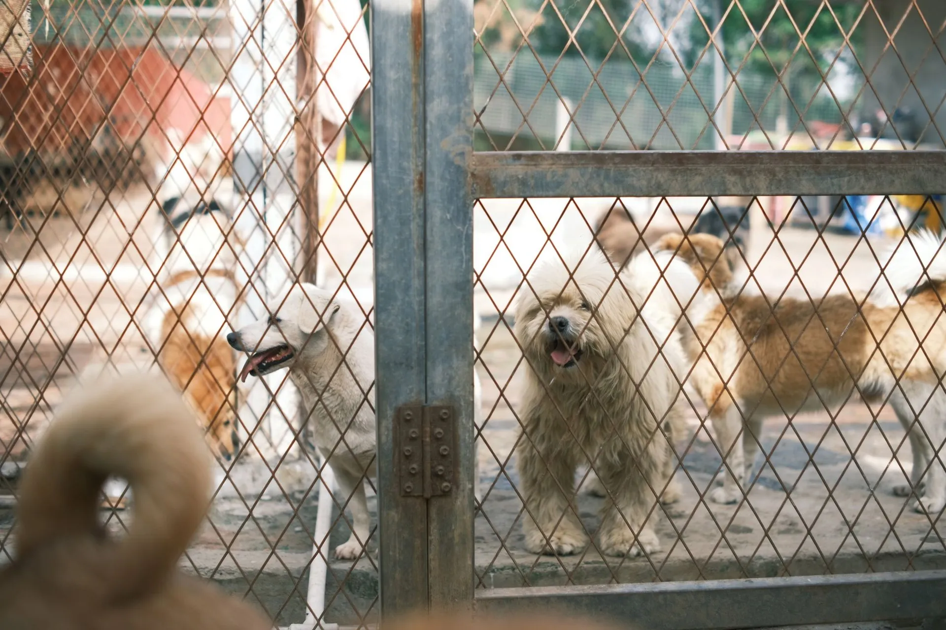 A group of happy dogs standing behind a fence in an animal shelter yard