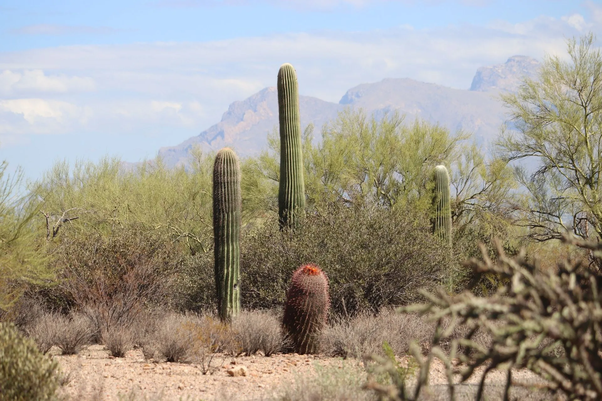Saguaro cacti set against the Tucson, Arizona desert backdrop