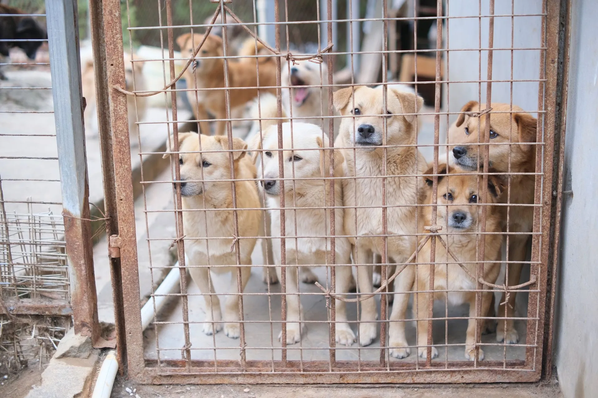 Multiple dogs in a shelter cage