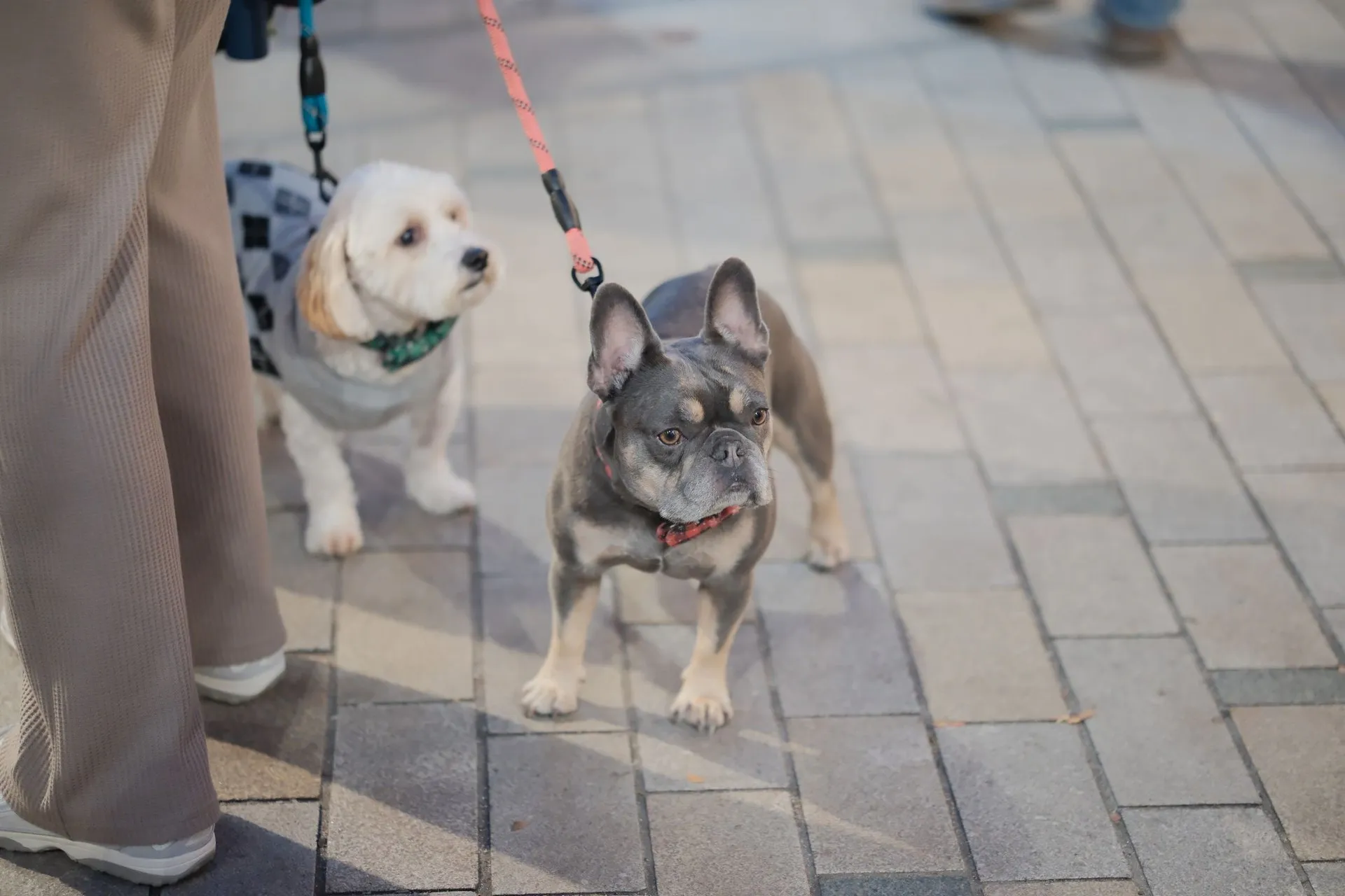 Dogs on leashes on a city sidewalk